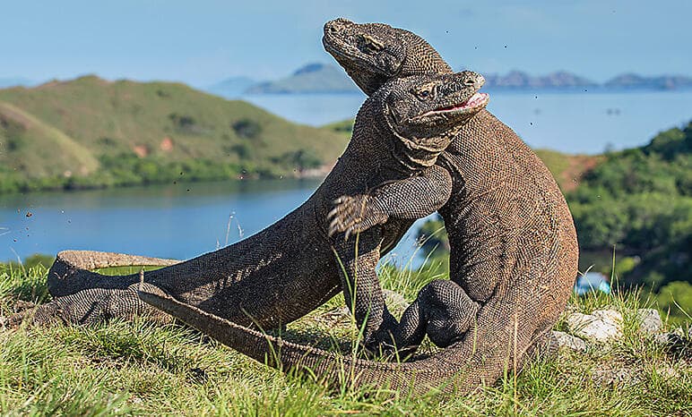 Immersive Indonesia: Singapore to Australia