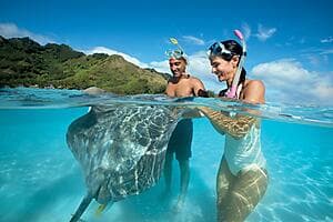 Sharks & stingrays encounter